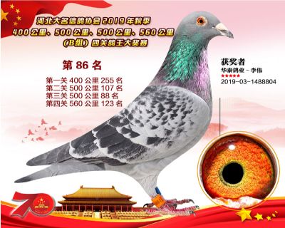B組四關鴿王86