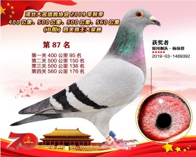 B組四關鴿王87