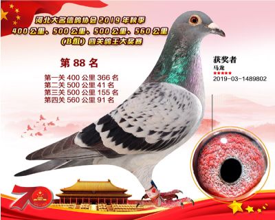 B組四關鴿王88