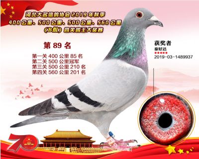 B組四關鴿王89