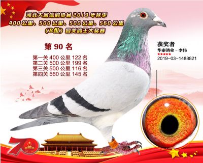 B組四關鴿王90