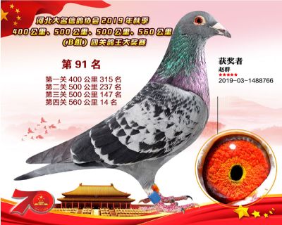 B組四關鴿王91