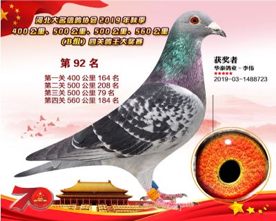 B組四關鴿王92