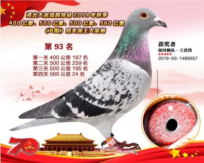 B組四關鴿王93