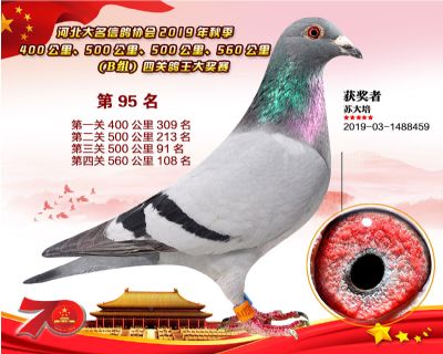 B組四關鴿王95