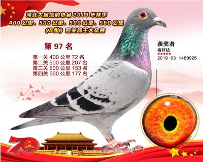 B組四關鴿王97