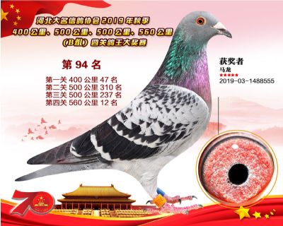 B組四關鴿王94