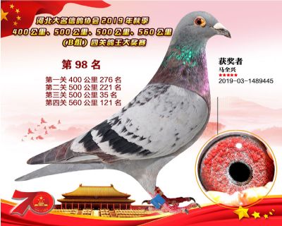 B組四關鴿王98