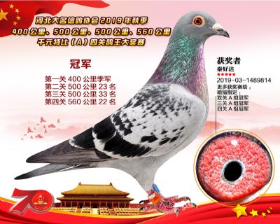 千元四關鴿王A冠軍
