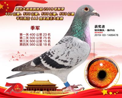 千元四關鴿王A季軍