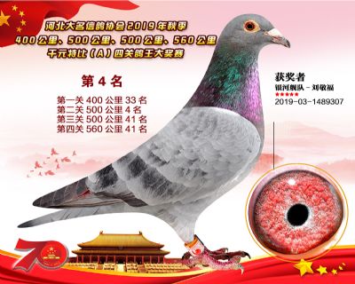 千元四關鴿王A-4