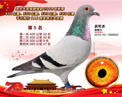 千元四關鴿王A-5