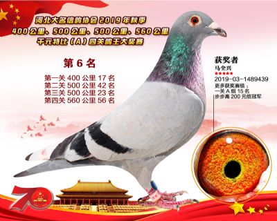 千元四關鴿王A-6