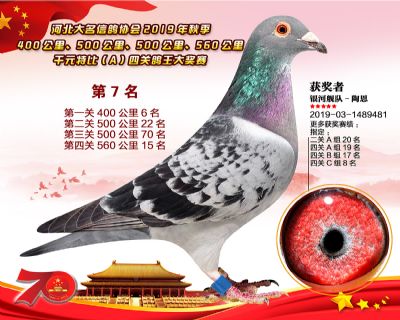 千元四關鴿王A-7