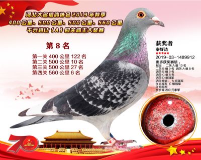 千元四關鴿王A-8