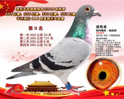 千元四關鴿王A-9