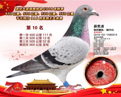 千元四關鴿王A-10