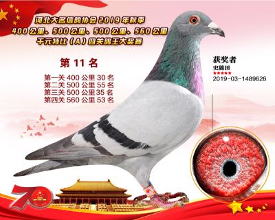 千元四關鴿王A-11