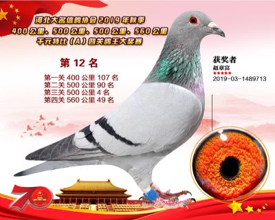 千元四關鴿王A-12
