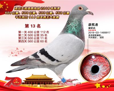 千元四關鴿王A-13