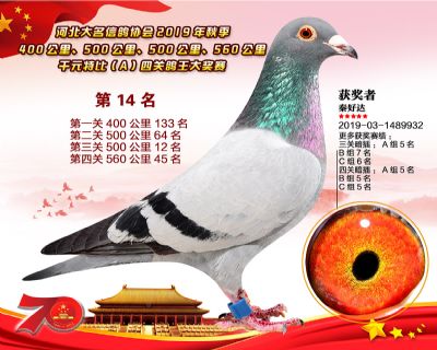千元四關鴿王A-14