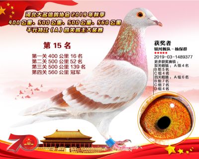 千元四關鴿王A-15