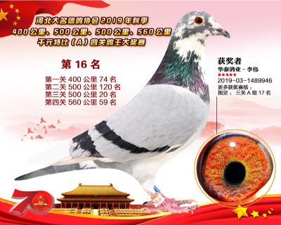千元四關鴿王A-16