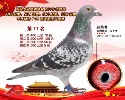 千元四關鴿王A17