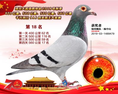 千元四關鴿王A-18