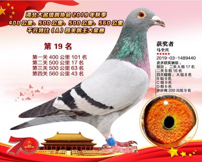 千元四關鴿王A-19
