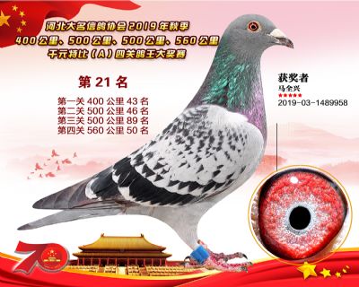 千元四關鴿王A-21