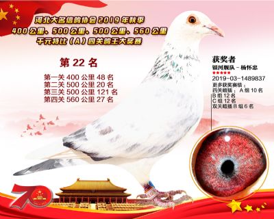 千元四關鴿王A-22