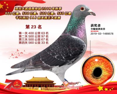 千元四關鴿王-23