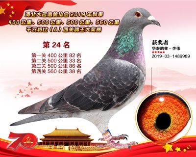 千元四關鴿王A-24