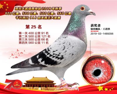 千元四關鴿王A-25