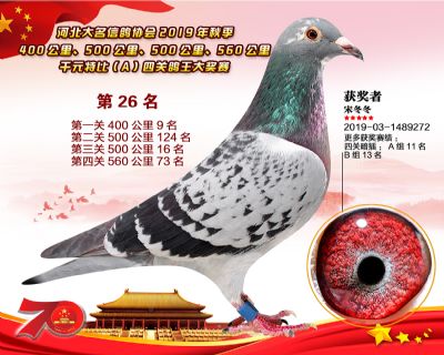 千元四關鴿王A-26