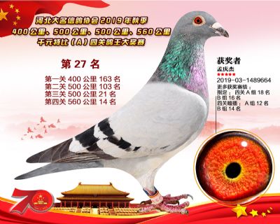 千元四關鴿王A-27