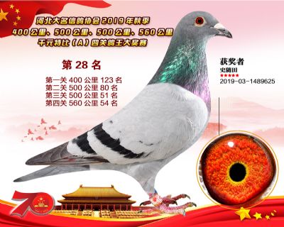 千元四關鴿王A28