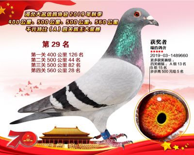 千元四關鴿王A29