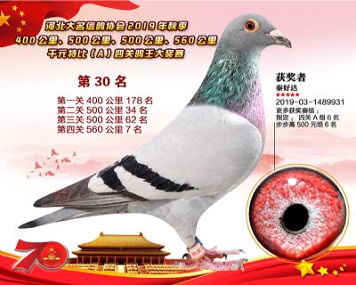 千元四關鴿王A-30