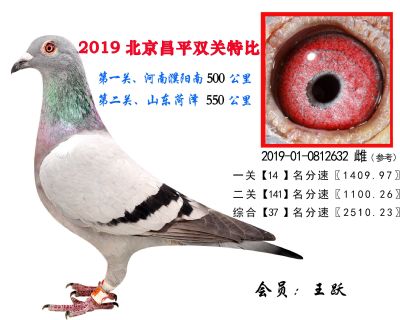 王跃.37.2019-01-0812632 雌