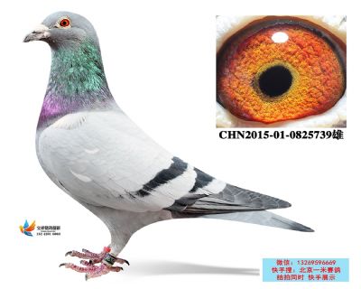 1.保羅赫茲原舍子代.0825739