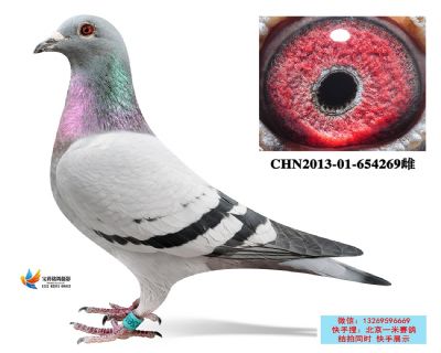 2.超好詹森雌.654269