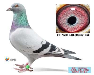 4.蘇維貝克詹森近血.0863910