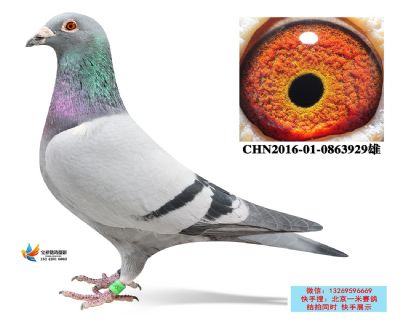 8.公棚熱身賽5100羽92名.0863929