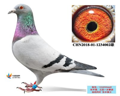 9.奶酪原舍子代.1234002