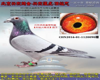 10.年輕火箭龍直子.1120090