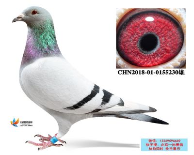 11.眾益陽光綜合冠軍平輩.0155230