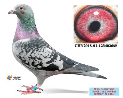 12.長城決賽亞軍子代.1234026