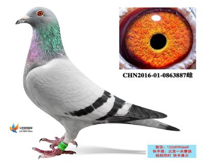 16.長城鴿業波治艷后全弟子代.0863887